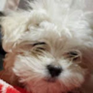 Meet your Posher, Missile